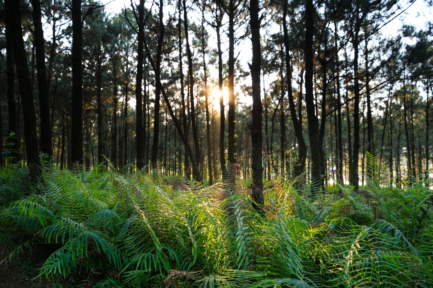 Morning sunlight passing through a green forest